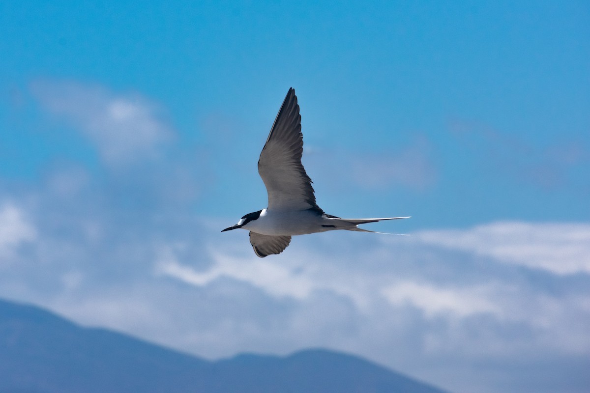 שחפית כהה - ML646869083