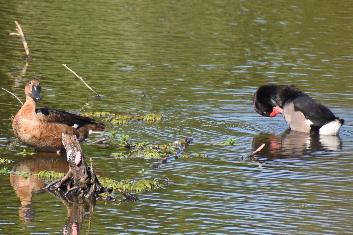 Rosy-billed Pochard - ML646869084