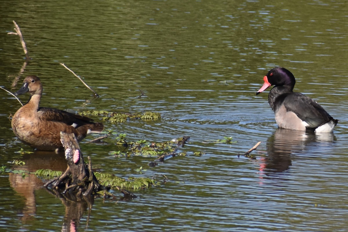 Rosy-billed Pochard - ML646869085