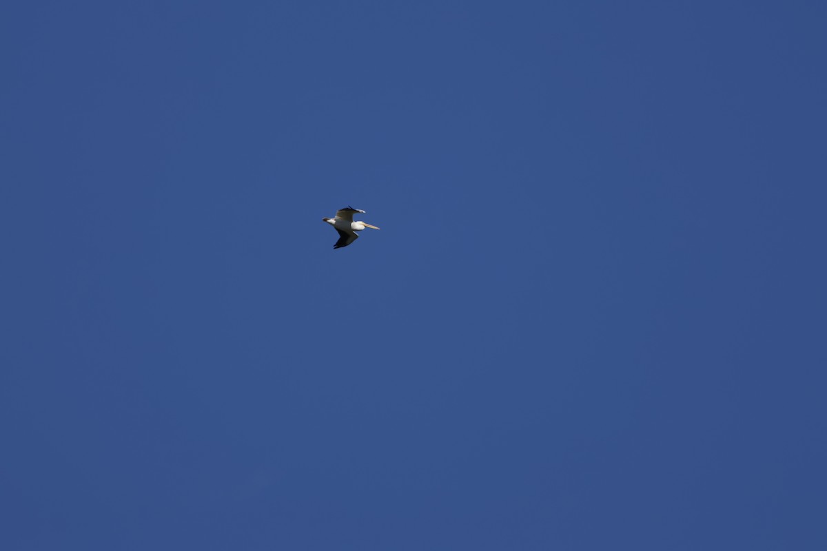 American White Pelican - ML646869087