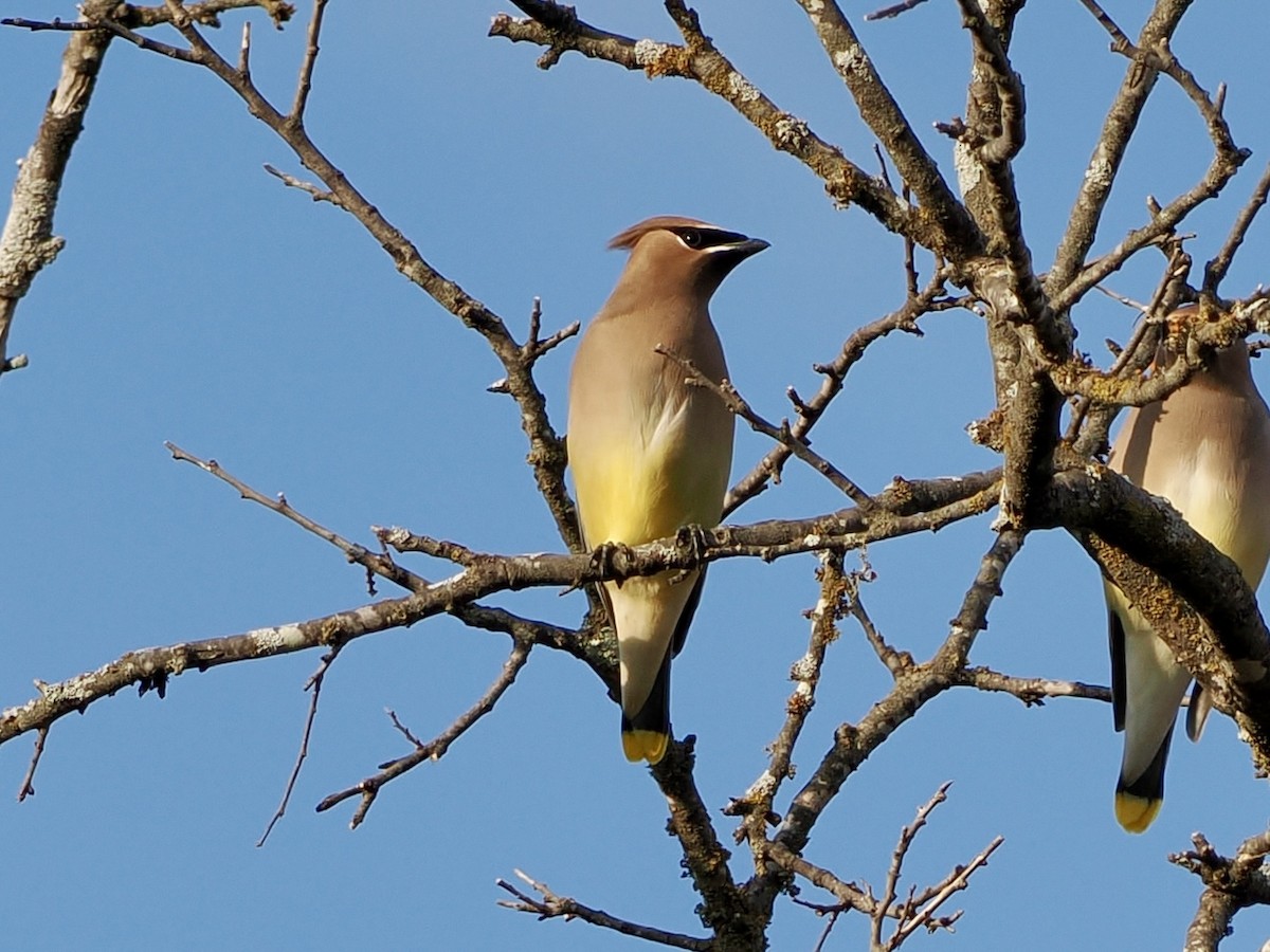 ヒメレンジャク - ML646869096