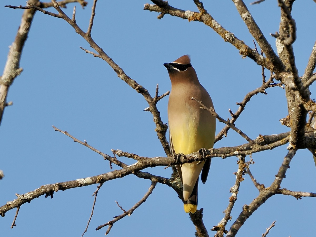 ヒメレンジャク - ML646869098