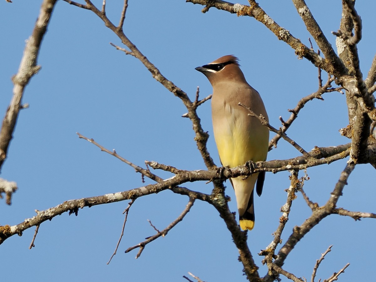 ヒメレンジャク - ML646869099