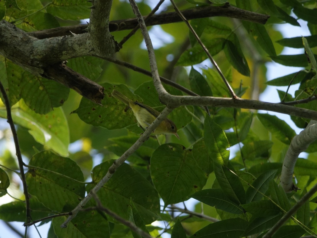 Golden-fronted Greenlet - ML646869102