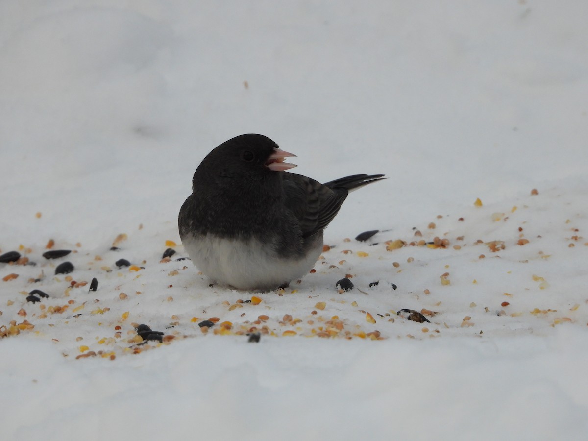 Dark-eyed Junco - ML646869106