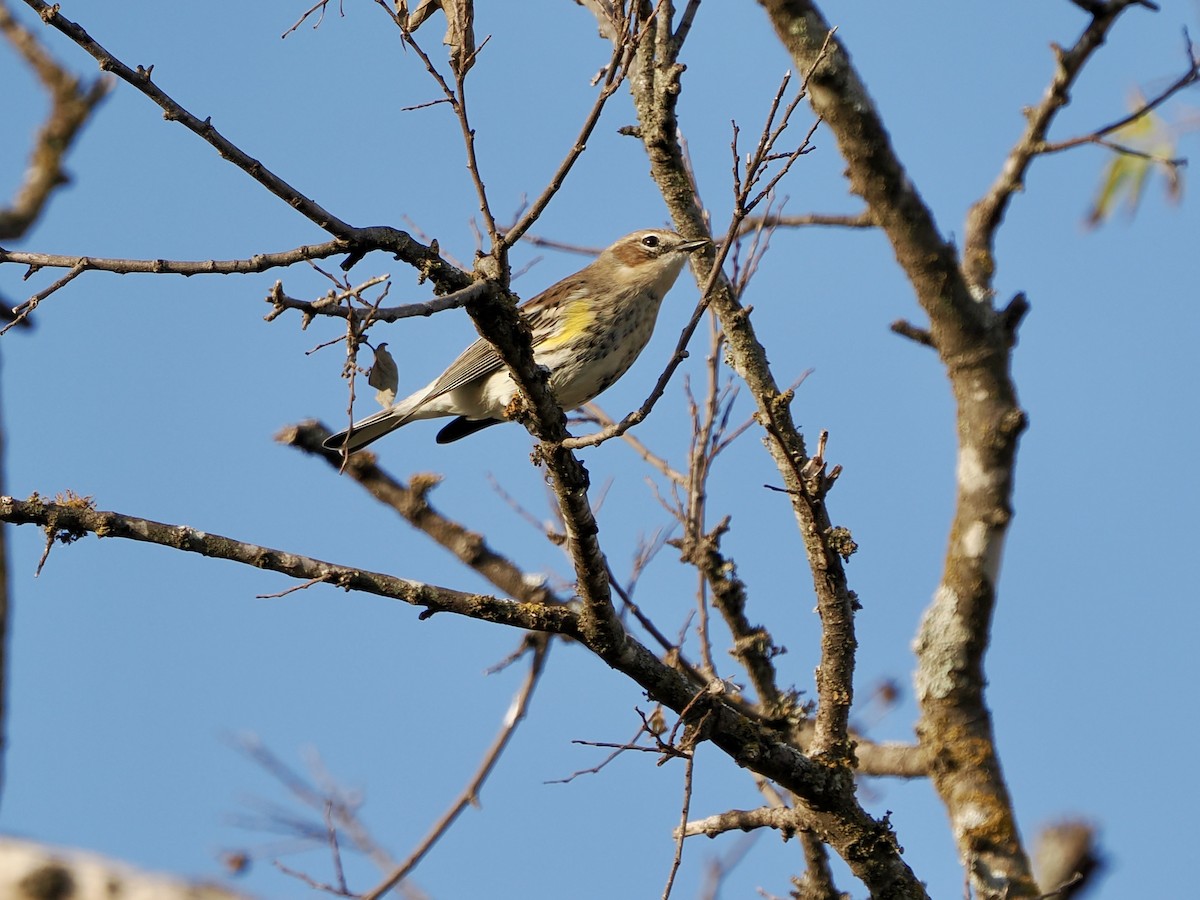 Yellow-rumped Warbler - ML646869108