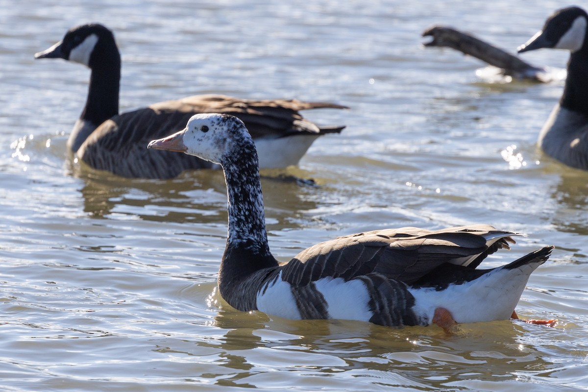 Гуска sp. (свійська) х казарка канадська - ML646869112