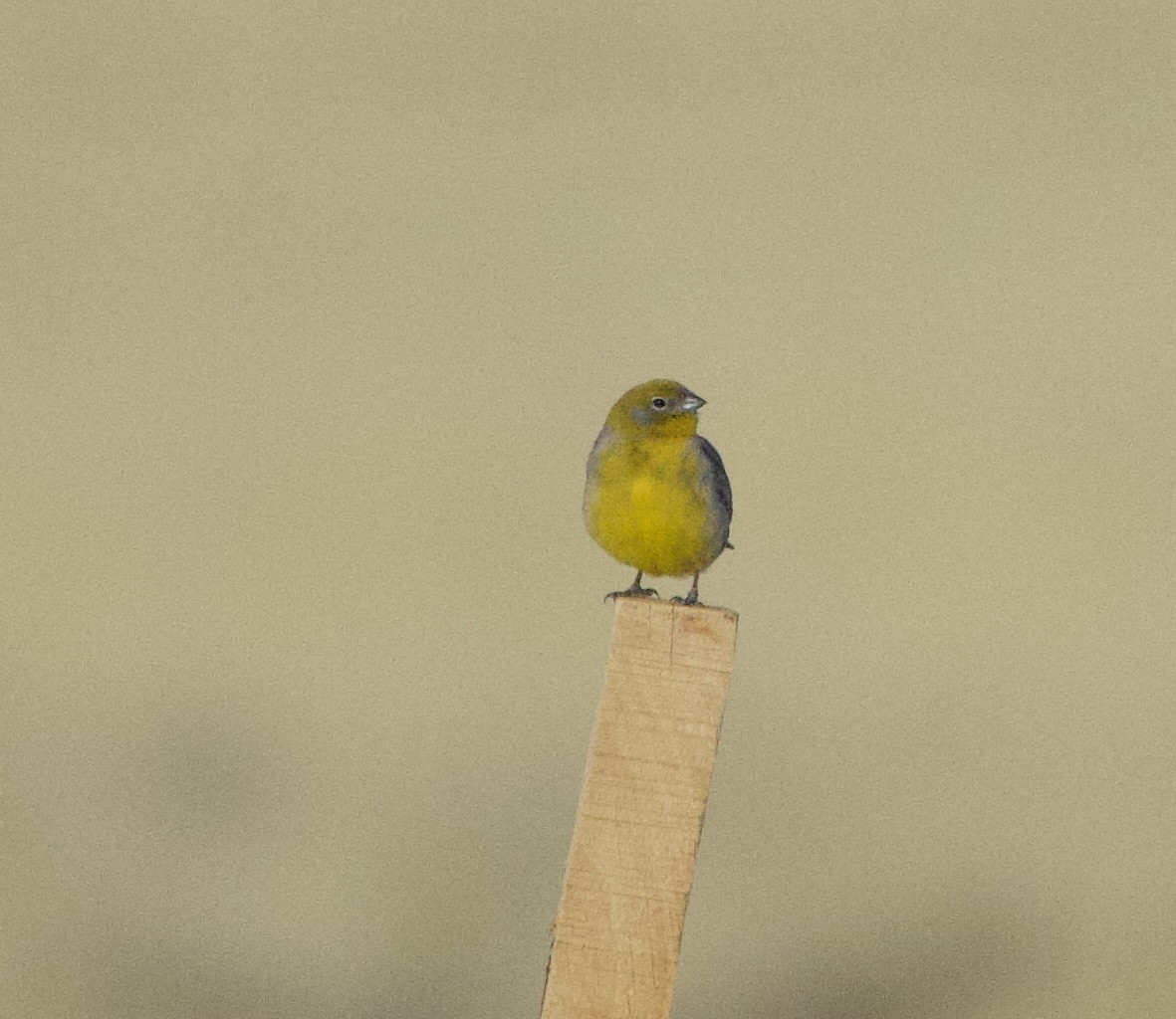 Goldbürzel-Gilbtangare - ML646869114