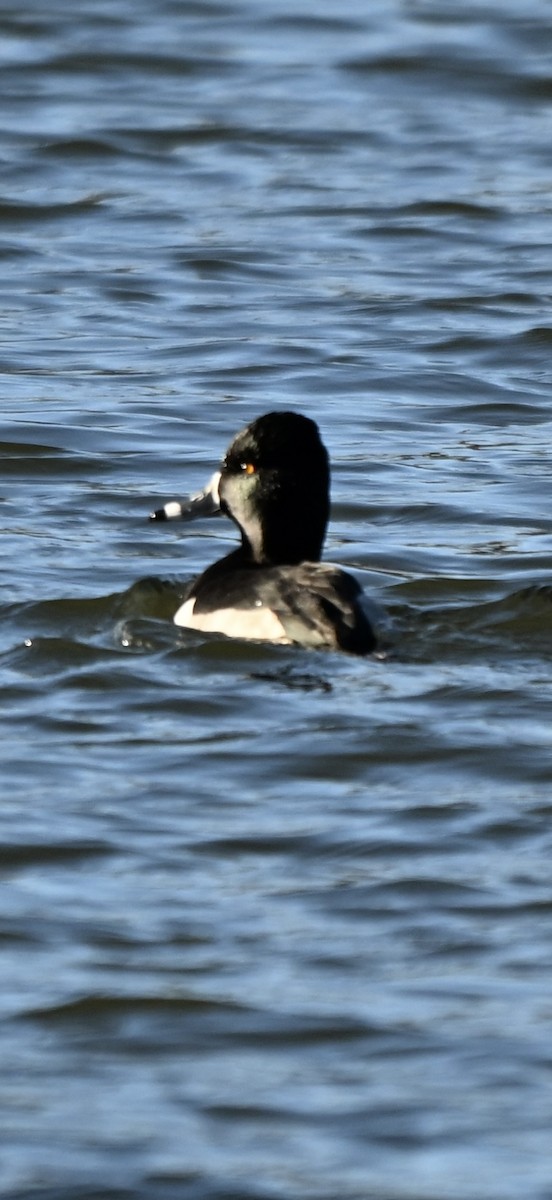 Ring-necked Duck - ML646869115