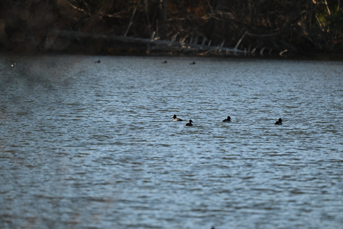 Ring-necked Duck - ML646869116