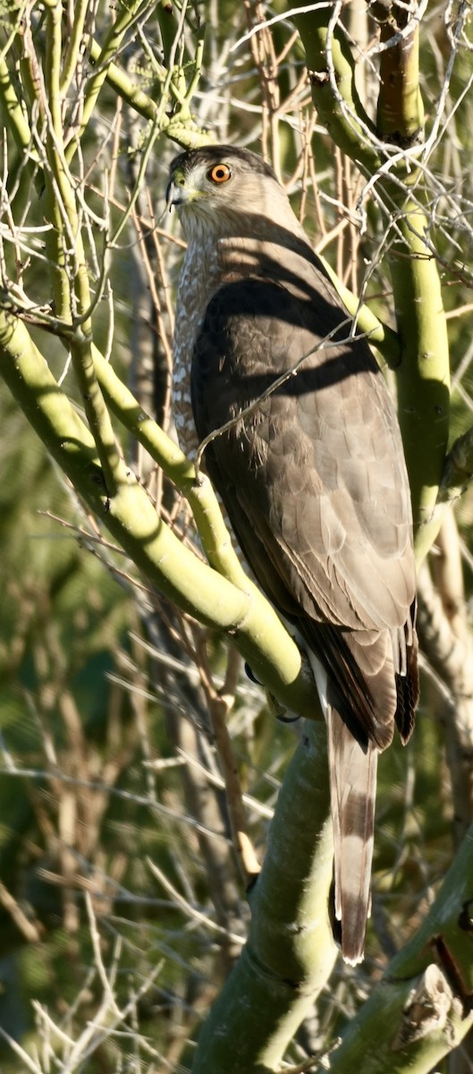 Cooper's Hawk - ML646869117