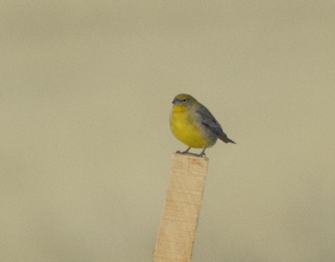 Goldbürzel-Gilbtangare - ML646869121