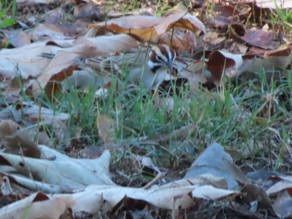 Lark Sparrow - ML646869123