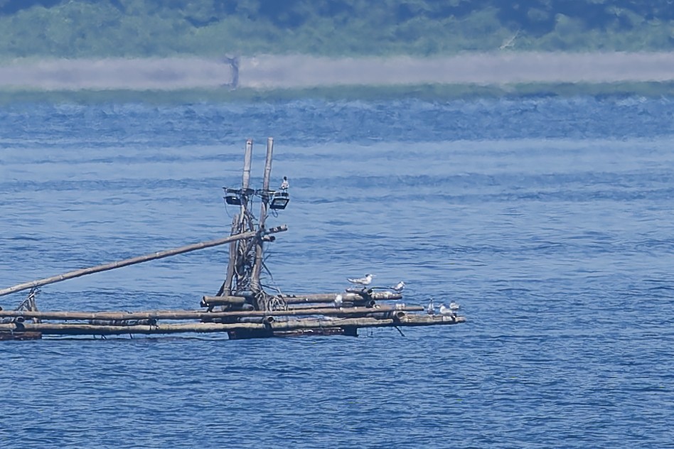 Tepeli Büyük Sumru - ML646869124