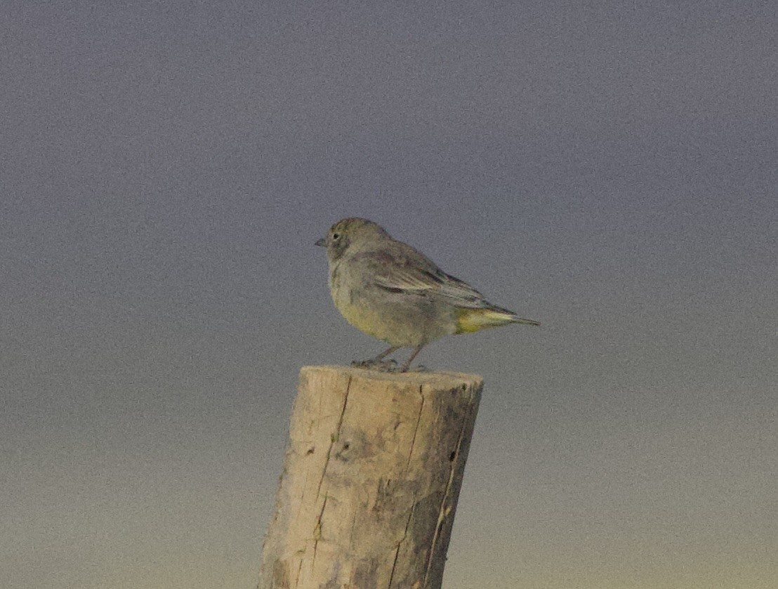 Goldbürzel-Gilbtangare - ML646869125