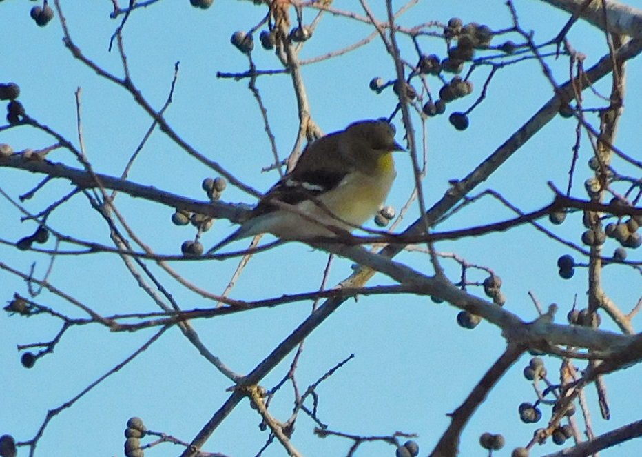 Чиж золотий - ML646869128