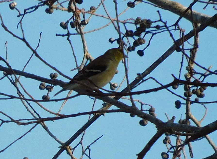 Чиж золотий - ML646869129