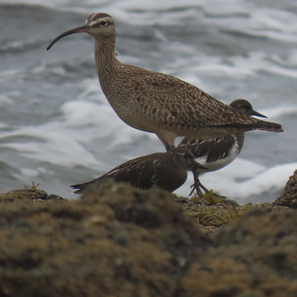 Harri-iraulari iluna - ML646869130