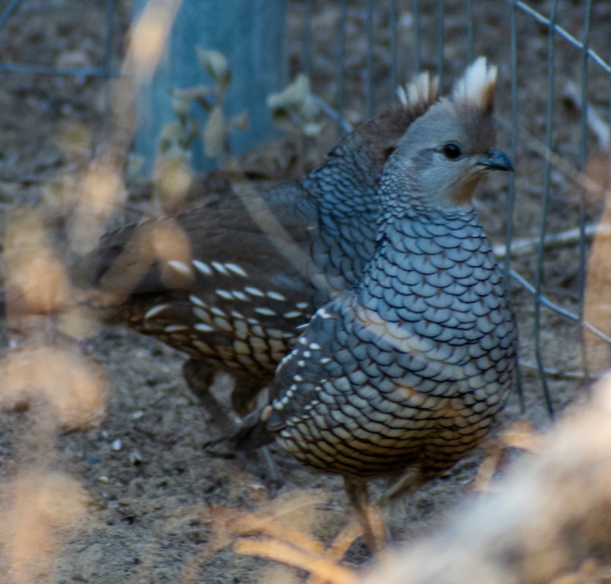 Scaled Quail - ML646869131