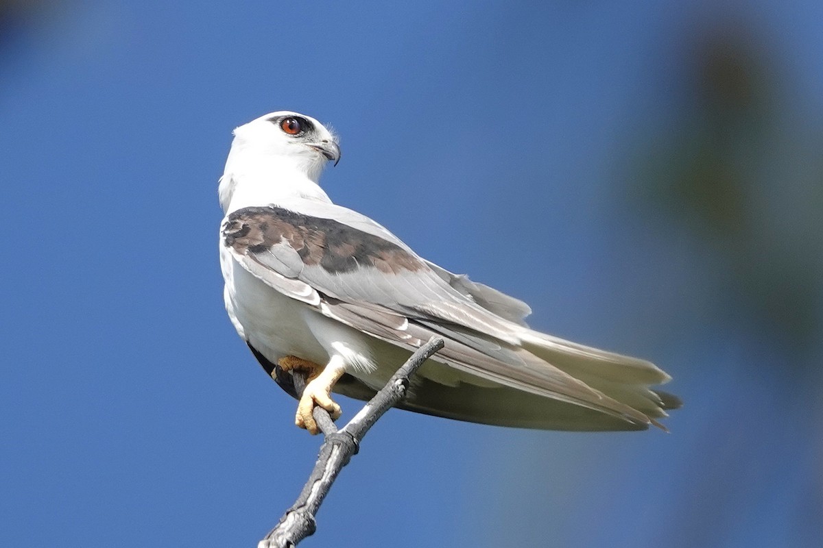 Élanion d'Australie - ML646869132