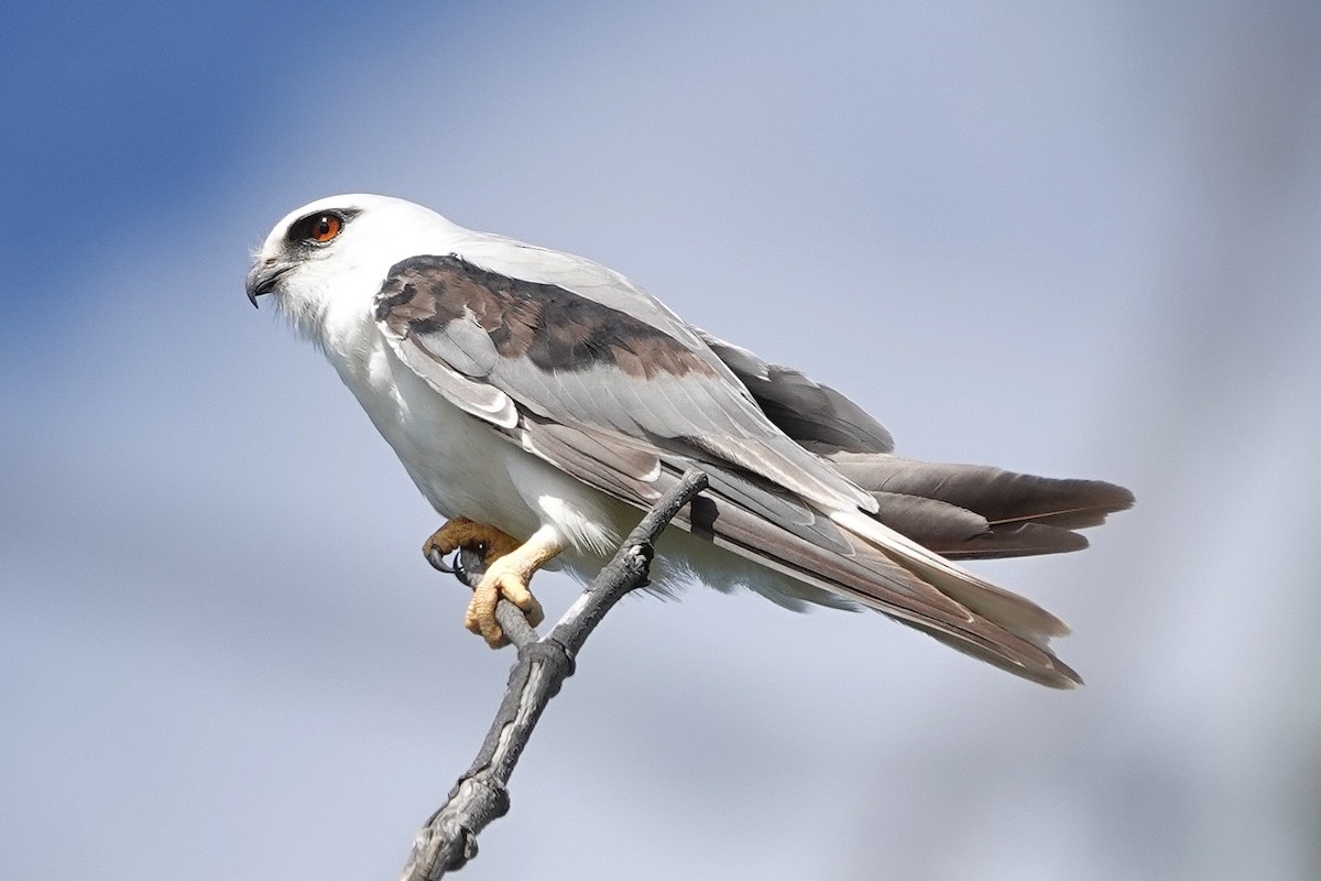 Élanion d'Australie - ML646869133