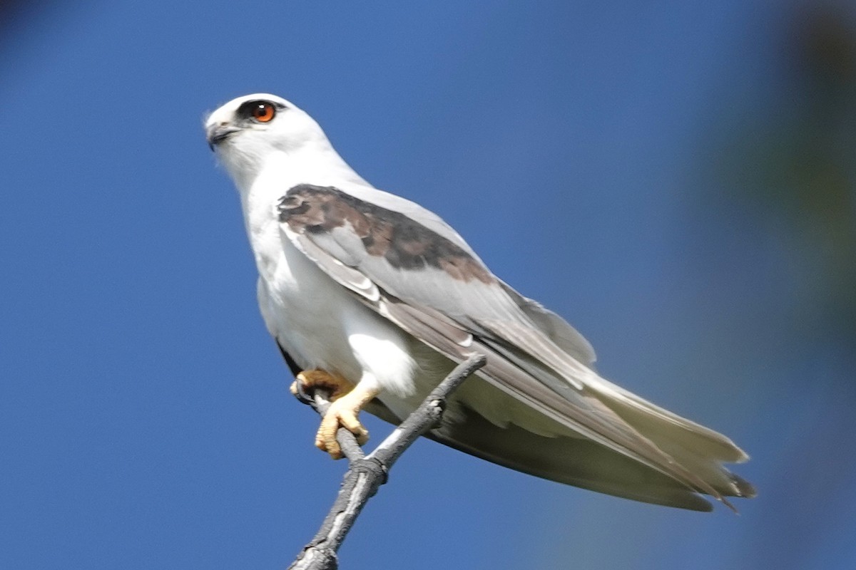 Élanion d'Australie - ML646869134