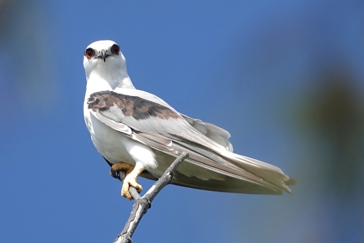 Élanion d'Australie - ML646869135