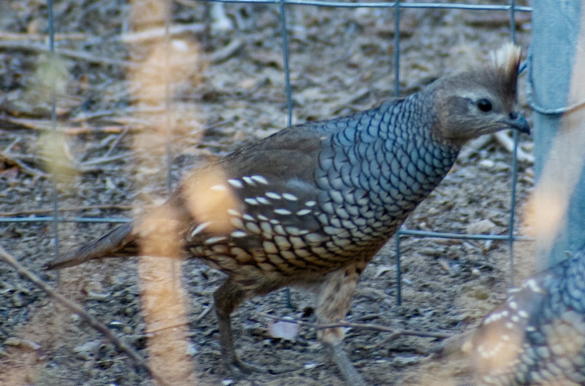 Scaled Quail - ML646869137