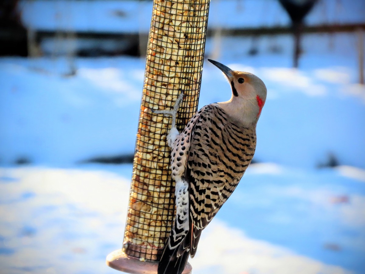 Northern Flicker - ML646869139