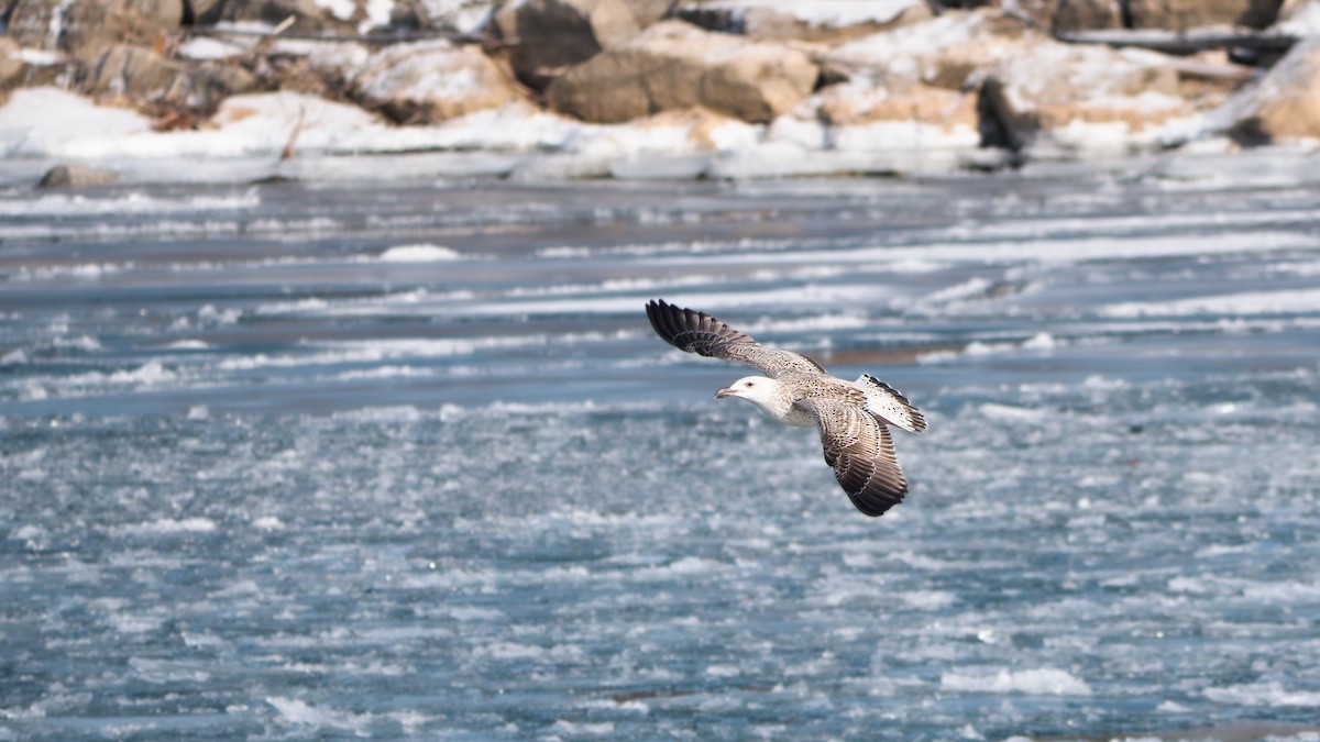 Great Black-backed Gull - ML646869140