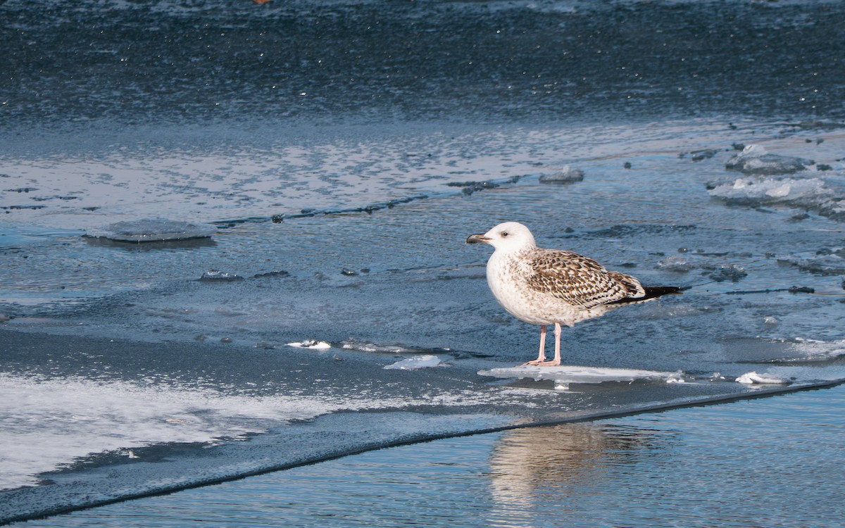 Goéland marin - ML646869141