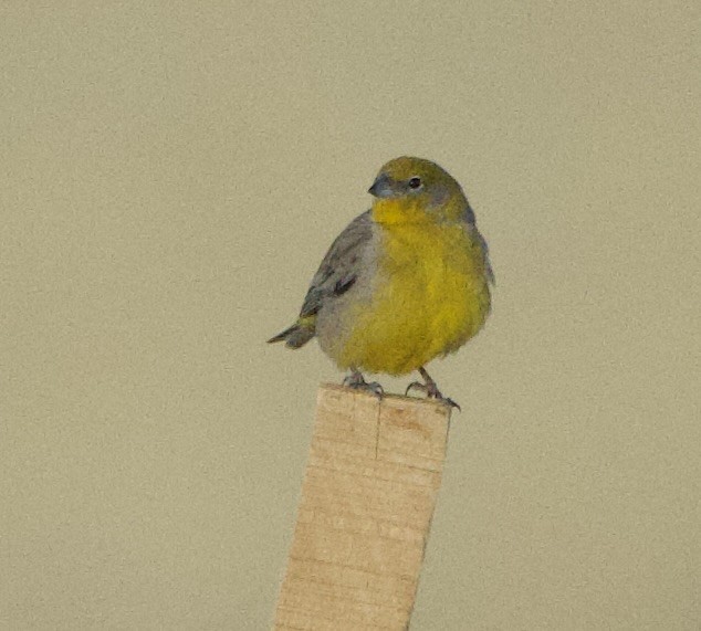 Sicale à croupion jaune - ML646869145