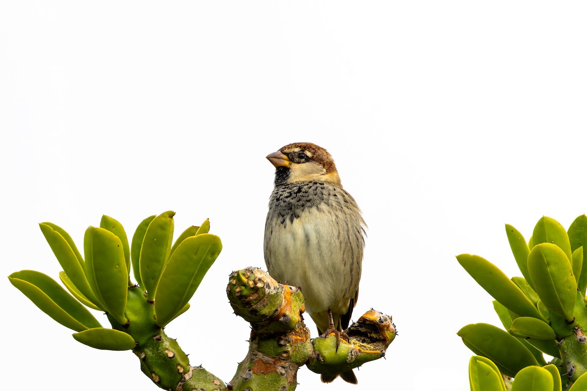 Moineau espagnol - ML646869150