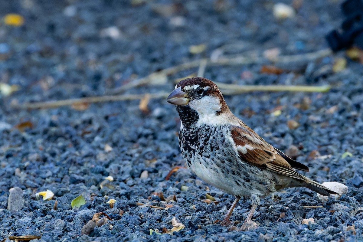 Moineau espagnol - ML646869151