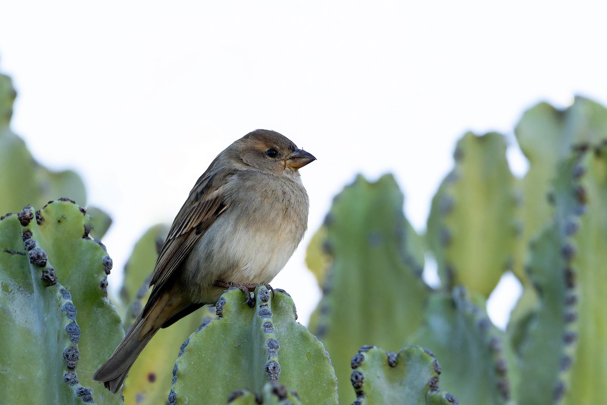 Moineau espagnol - ML646869152