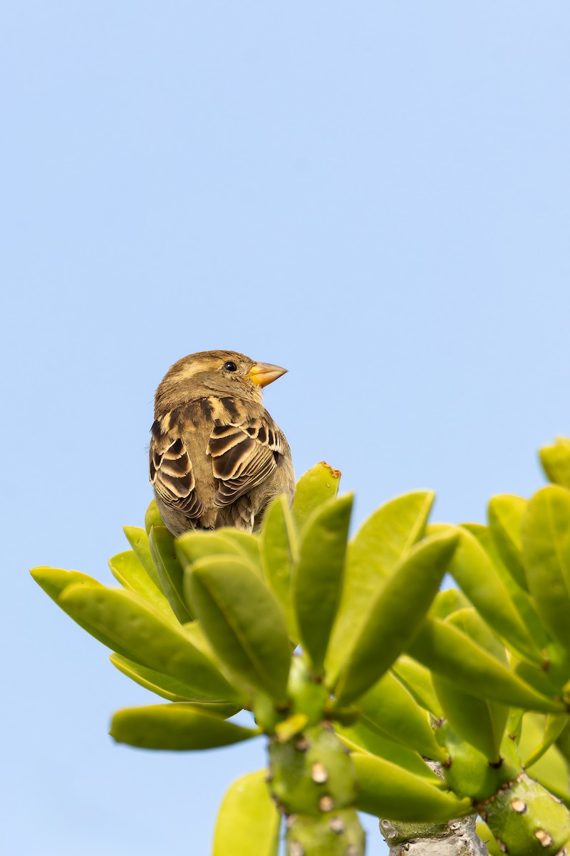 Moineau espagnol - ML646869153