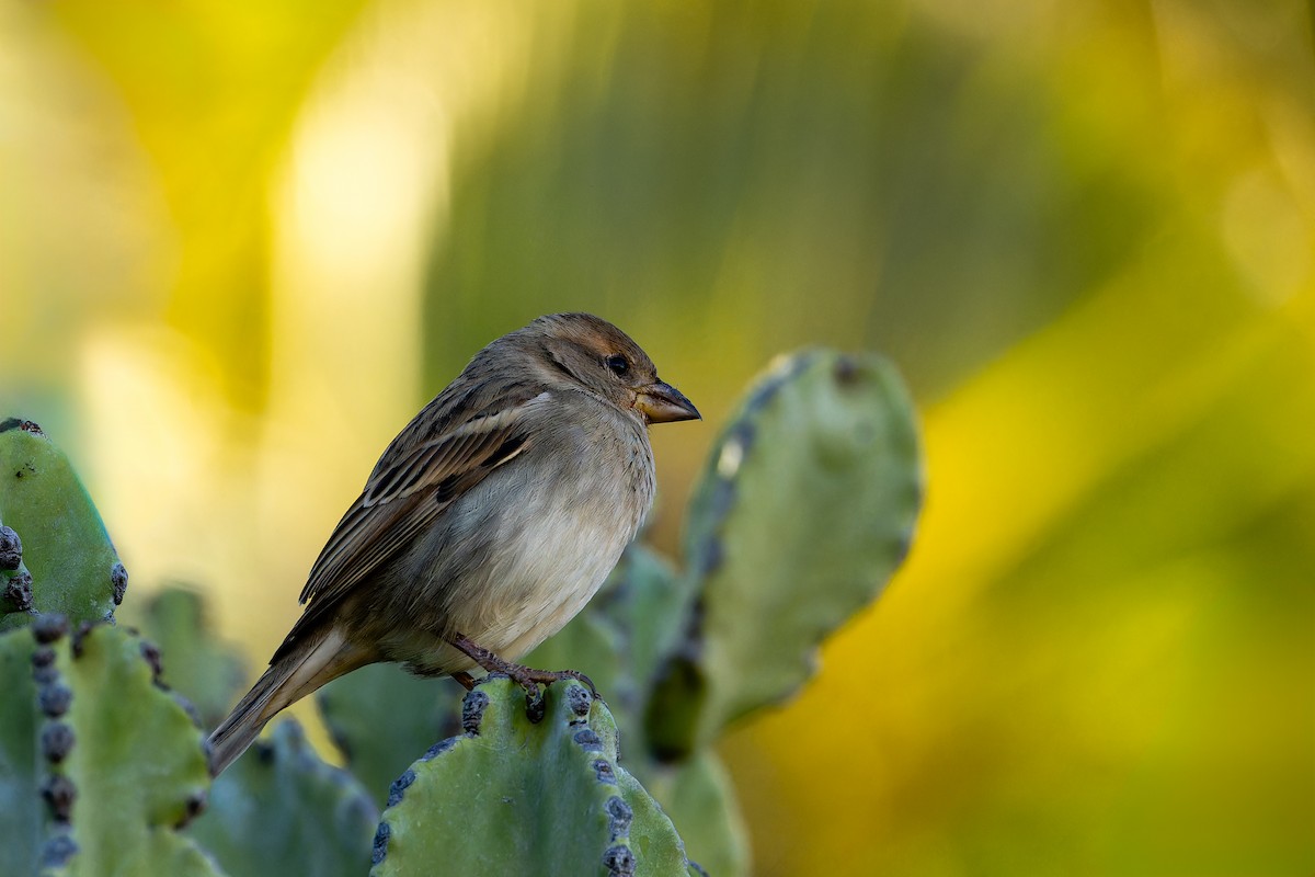 Moineau espagnol - ML646869154