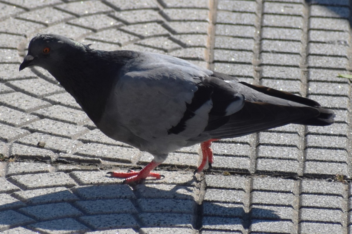Pigeon biset - ML646869158