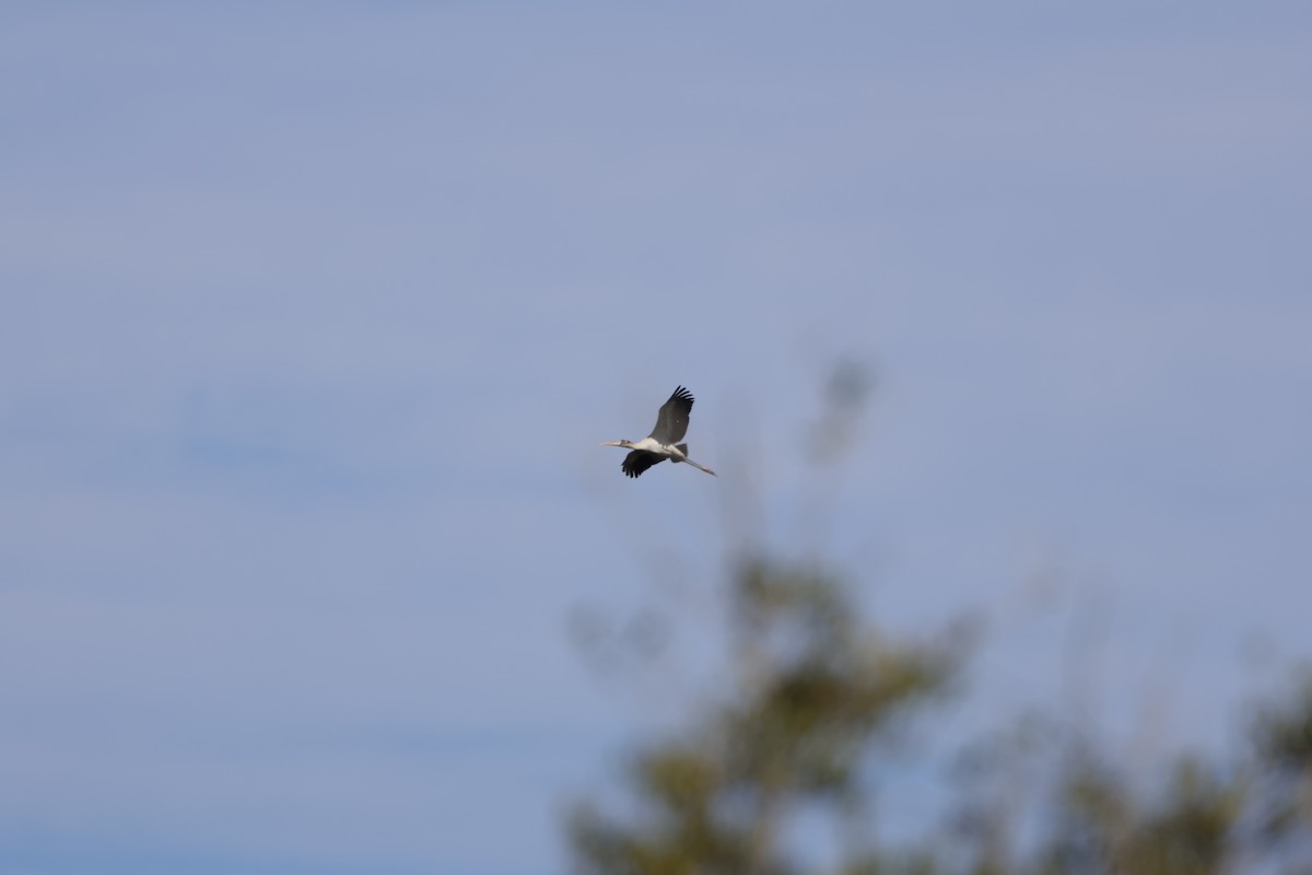 Tantale d'Amérique - ML646869159