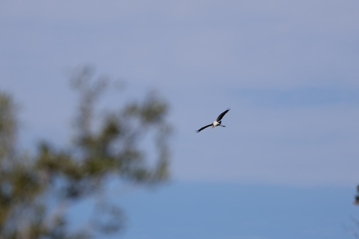 Tantale d'Amérique - ML646869160