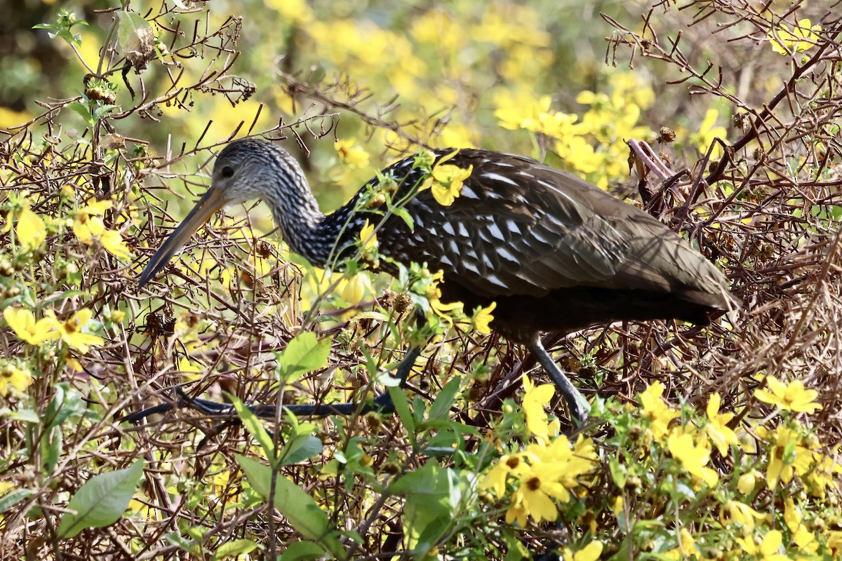 Courlan brun - ML646869163