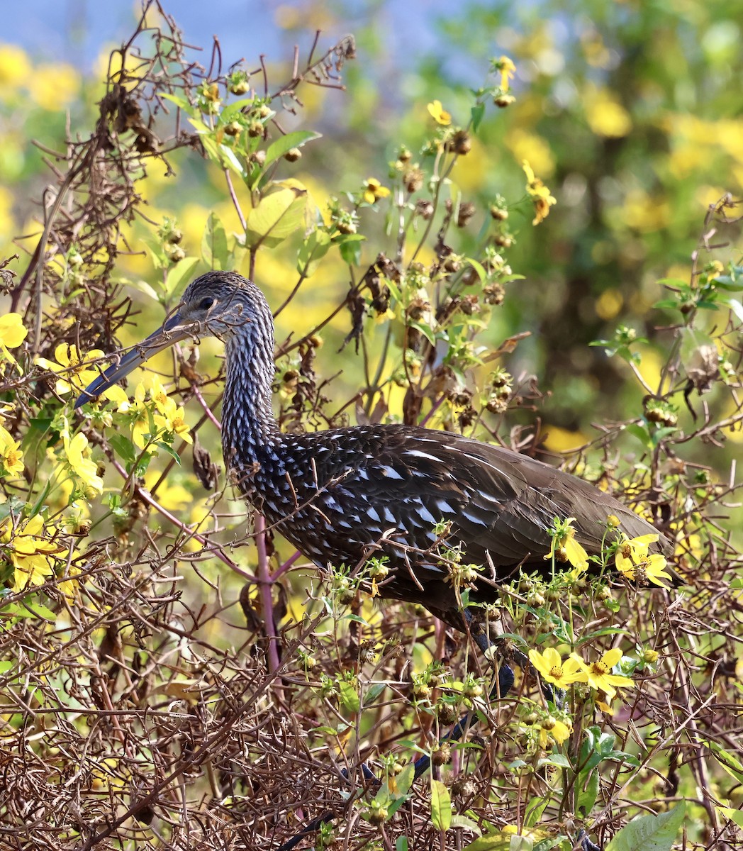 Courlan brun - ML646869164