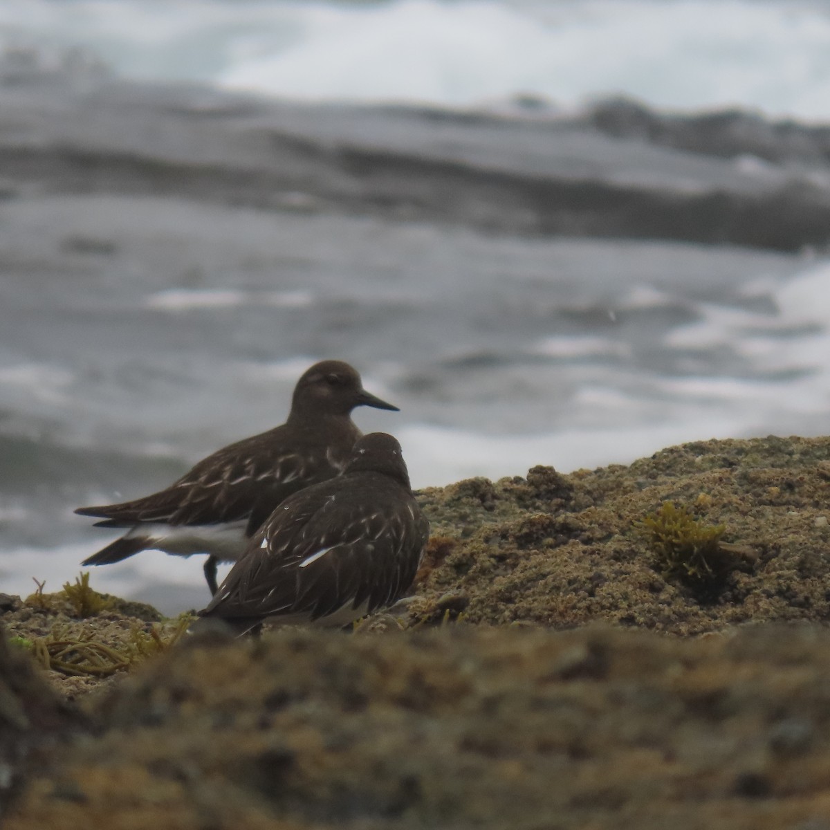 Tournepierre noir - ML646869165