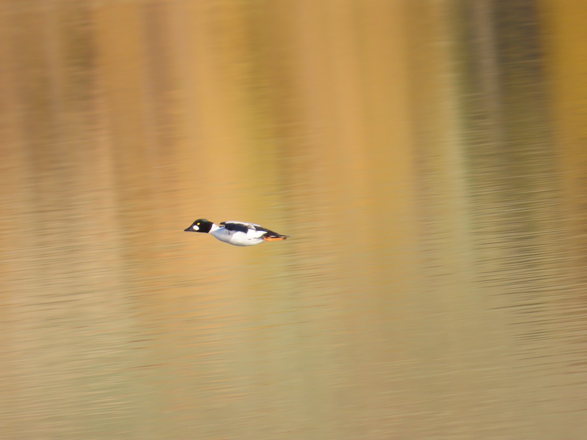Garrot à oeil d'or - ML646869166