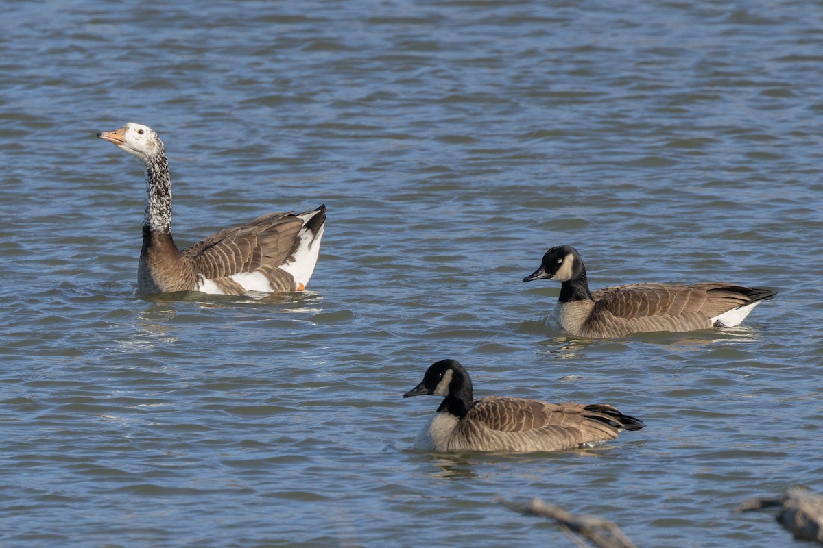Гуска sp. (свійська) х казарка канадська - ML646869168