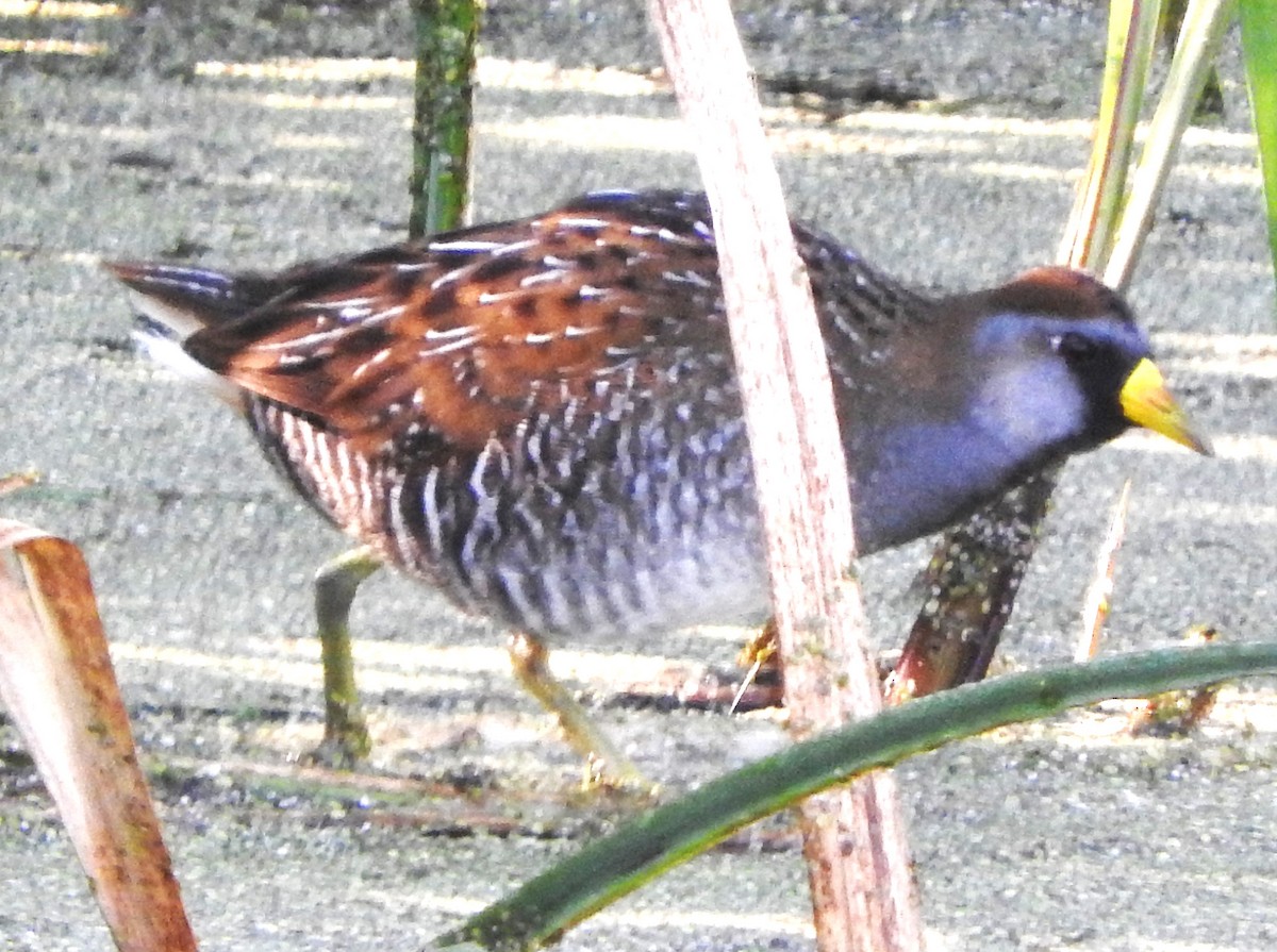 Marouette de Caroline - ML646869169