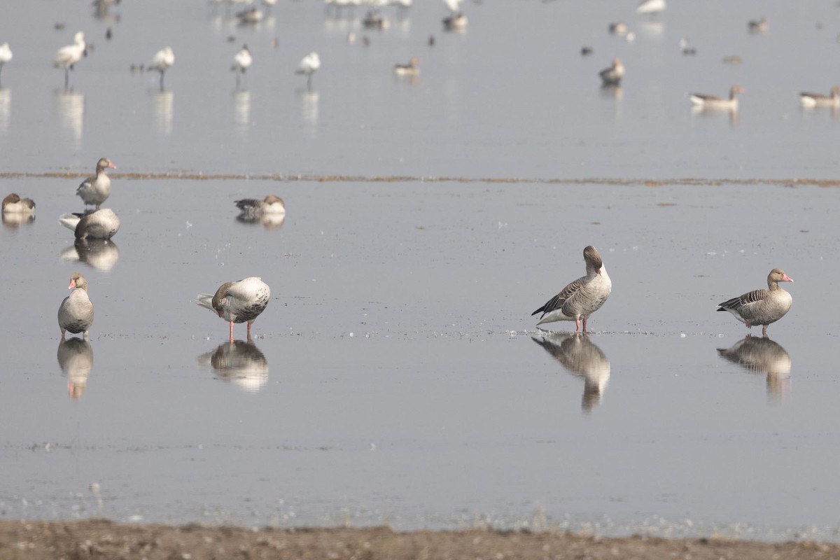 Oie cendrée - ML646869170