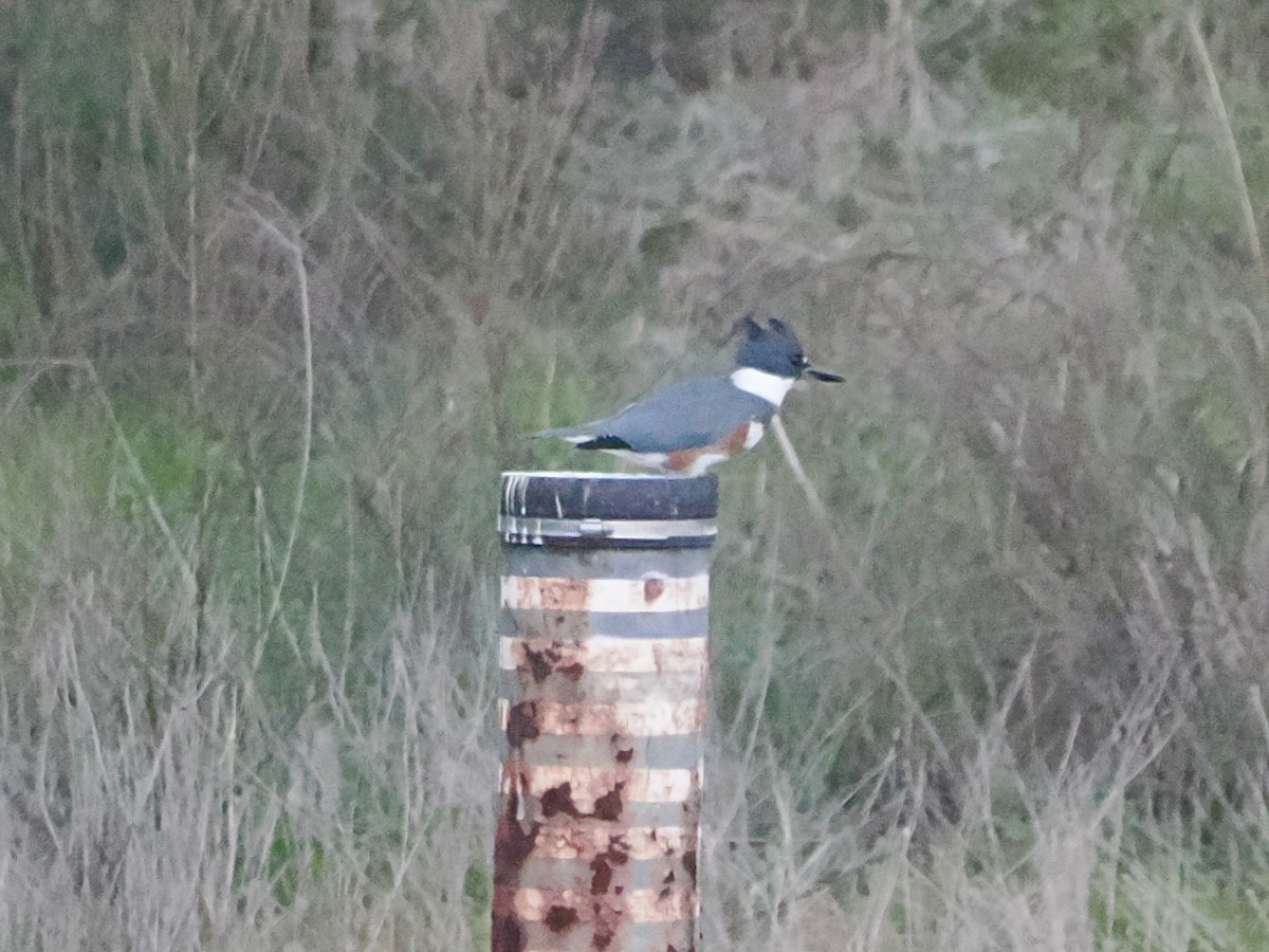 Martin-pêcheur d'Amérique - ML646869173