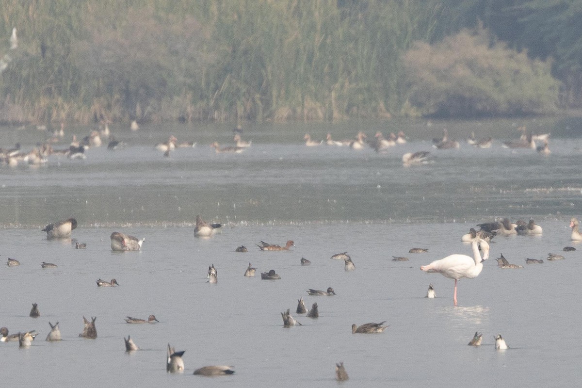 Eurasian Wigeon - ML646869176
