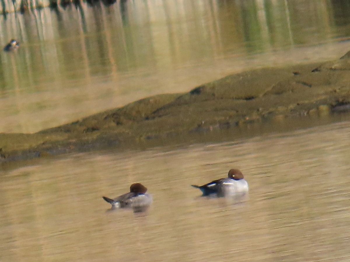 Гоголь зеленоголовий - ML646869177